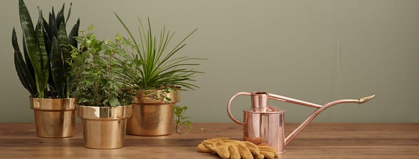 5 Dicas Para Poupar Água No Jardim