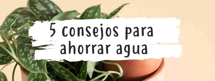 7 Dicas Para Poupar Água Na Horta E Nas Plantas De Casa