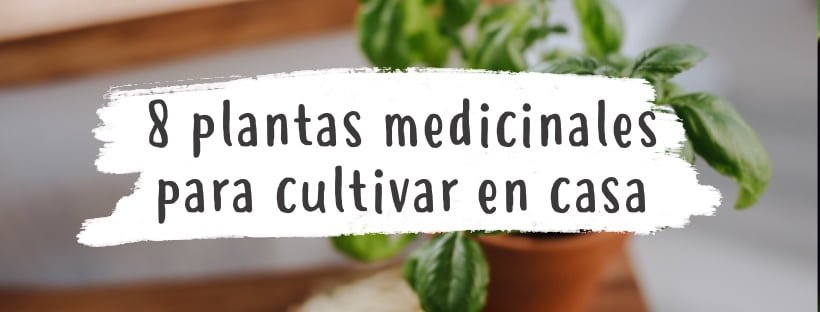 8 Plantas Medicinais Que Podemos Cultivar Em Casa