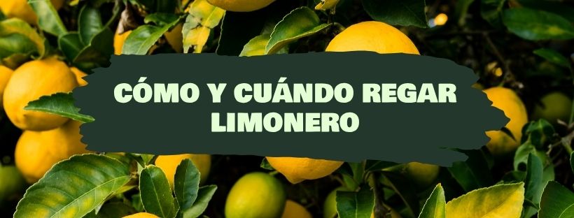Cómo y Cuándo Regar Un Limonero