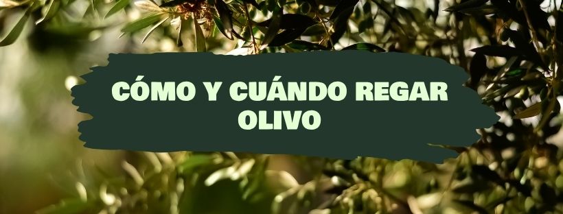 Cómo y Cuándo Regar Un Olivo