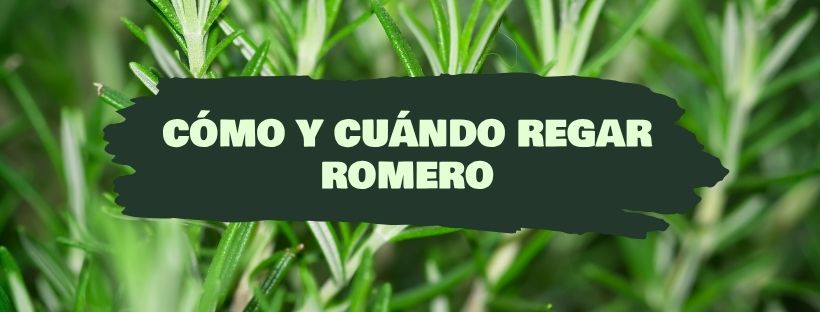 Cómo y Cuándo Regar Un Romero