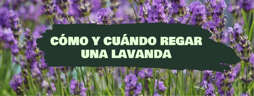 Cómo y Cuándo Regar Una Lavanda