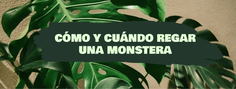 Cómo y Cuándo Regar Una Monstera