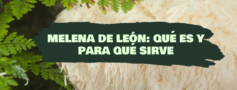 Juba de Leão: O Que É e Para Que Serve