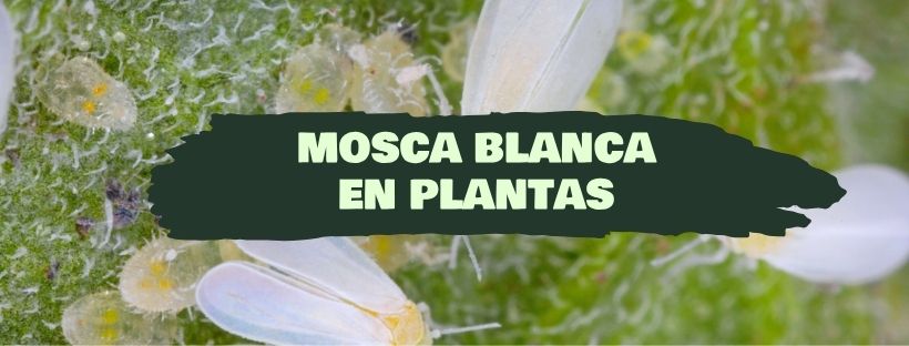 Mosca Branca Em Plantas (Como Combater a Praga)