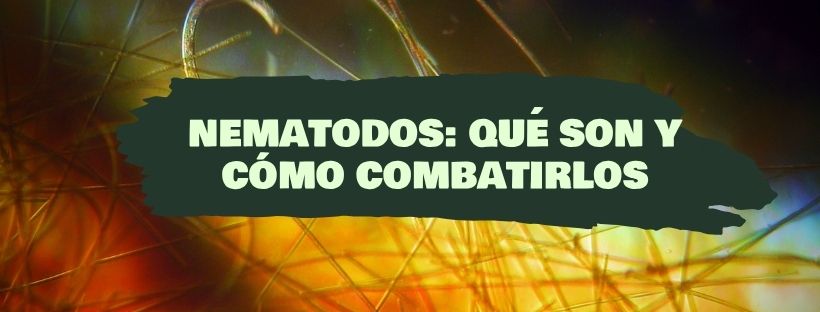 Nemátodes: O que são e como combatê-los nas plantas