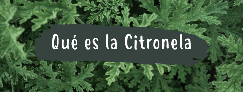 Citronela: O que é e para que serve