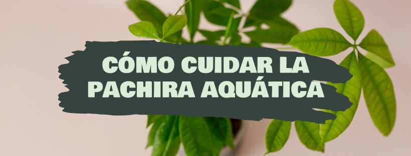 Como Cuidar a Pachira Aquática
