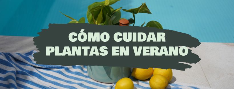 Como Cuidar de Plantas no Verão