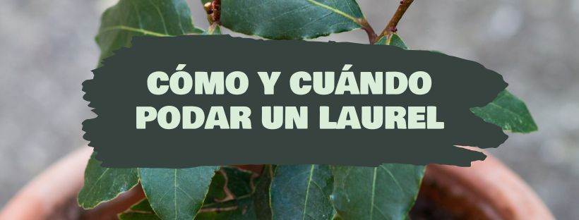 Como Cuidar de um Loureiro (Em Vaso)