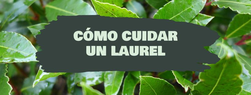 Como Cuidar um Louro (Em Vaso)