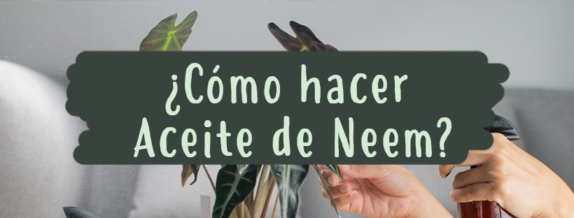 Como Fazer Óleo de Neem Para Plantas