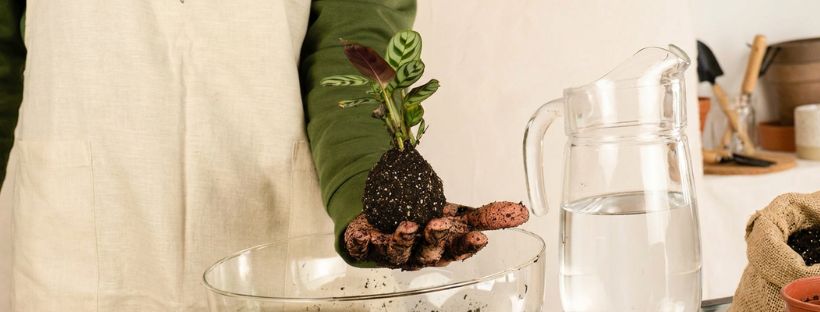Como Fazer uma Kokedama em Casa