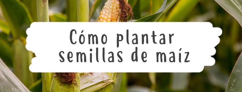 Como Plantar Sementes de Milho