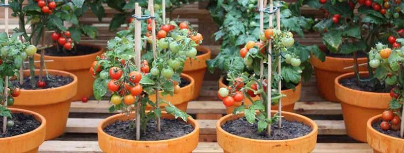 Como Plantar Tomates Em Vaso