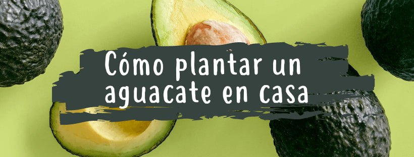 Como Plantar Abacate em Casa
