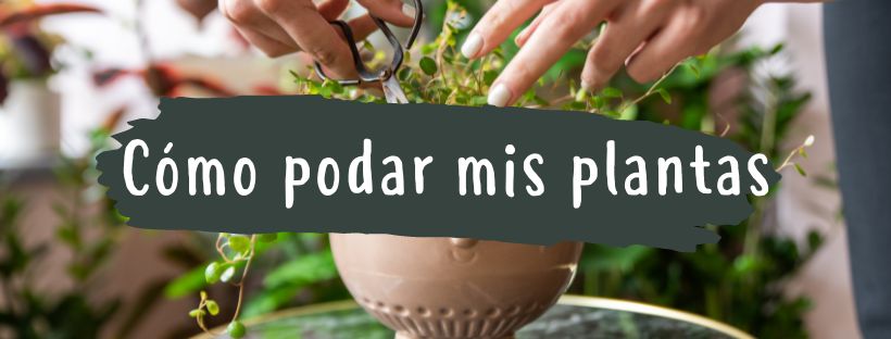 Como Podar As Minhas Plantas (Passo a Passo)