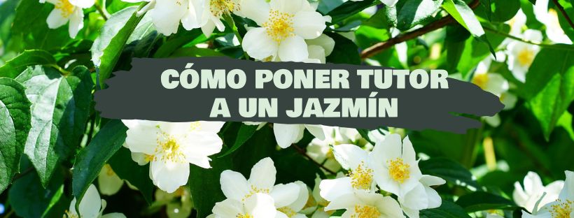 Como Pôr Um Tutor A Um Jasmim