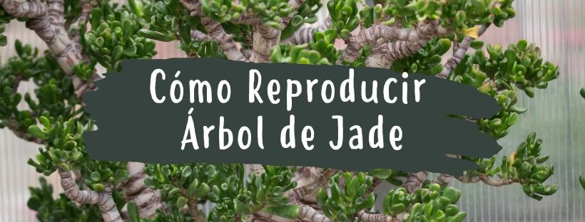 Como Reproduzir a Planta-Jade