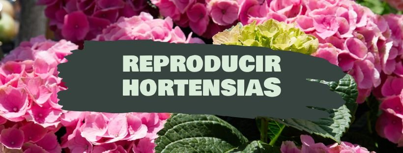 Como Propagar Hortênsias Por Estacas