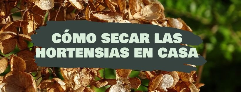 Como Secar Hortênsias Em Casa