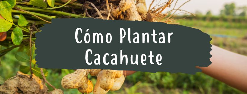Como e Quando Plantar Amendoins