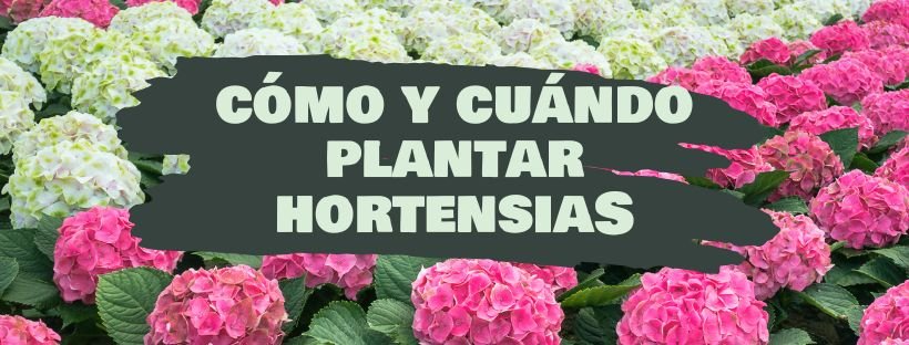 Como E Quando Plantar Hortênsias