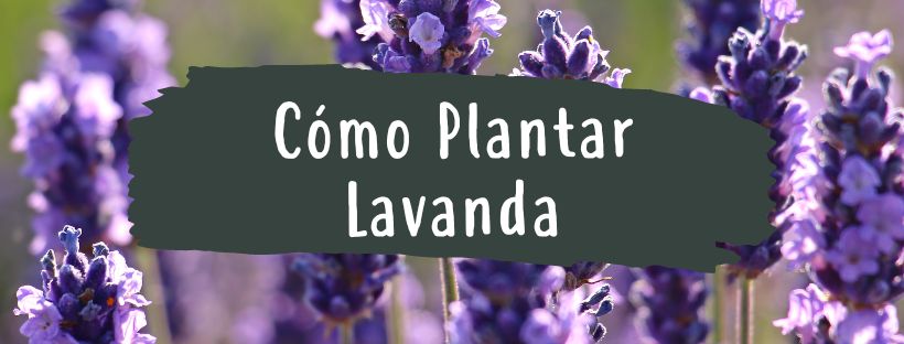 Como e Quando Plantar Alfazema