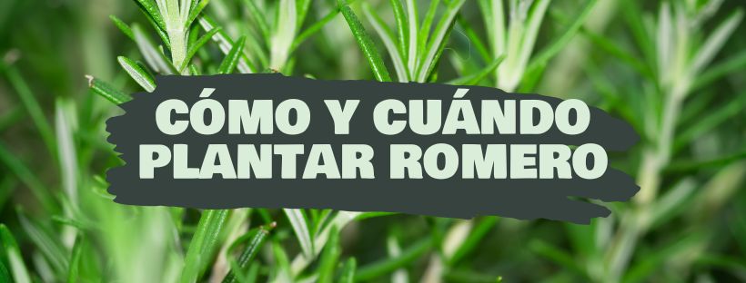 Como e Quando Plantar Alecrim