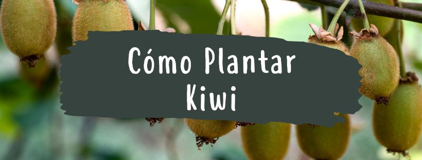 Como E Quando Plantar Um Kiwi