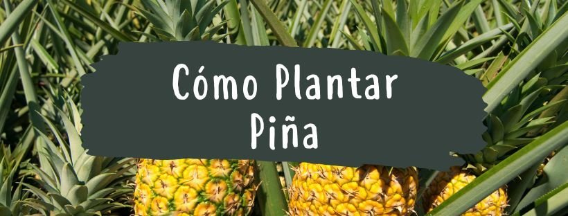 Como e Quando Plantar um Ananás