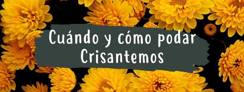 Como E Quando Podar Crisântemo