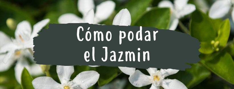 Como E Quando Podar Jasmim