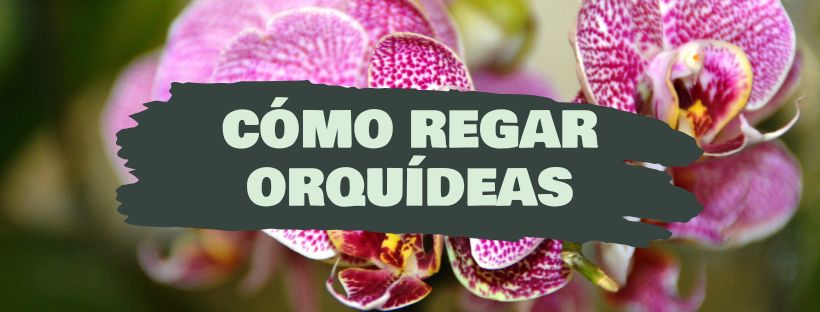 Como e Quando Regar uma Orquídea
