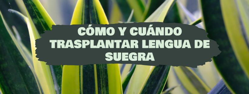 Como E Quando Transplantar Uma Planta Língua-De-Sogra