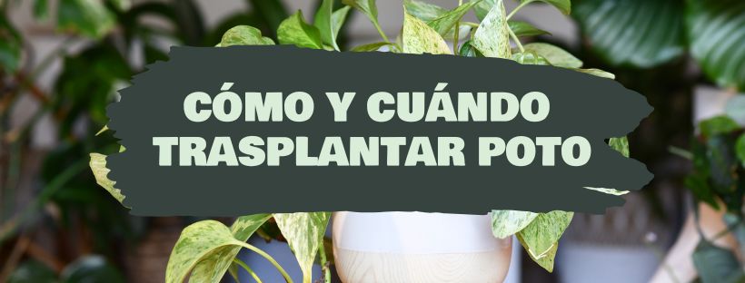 Como e Quando Transplantar o Pothos