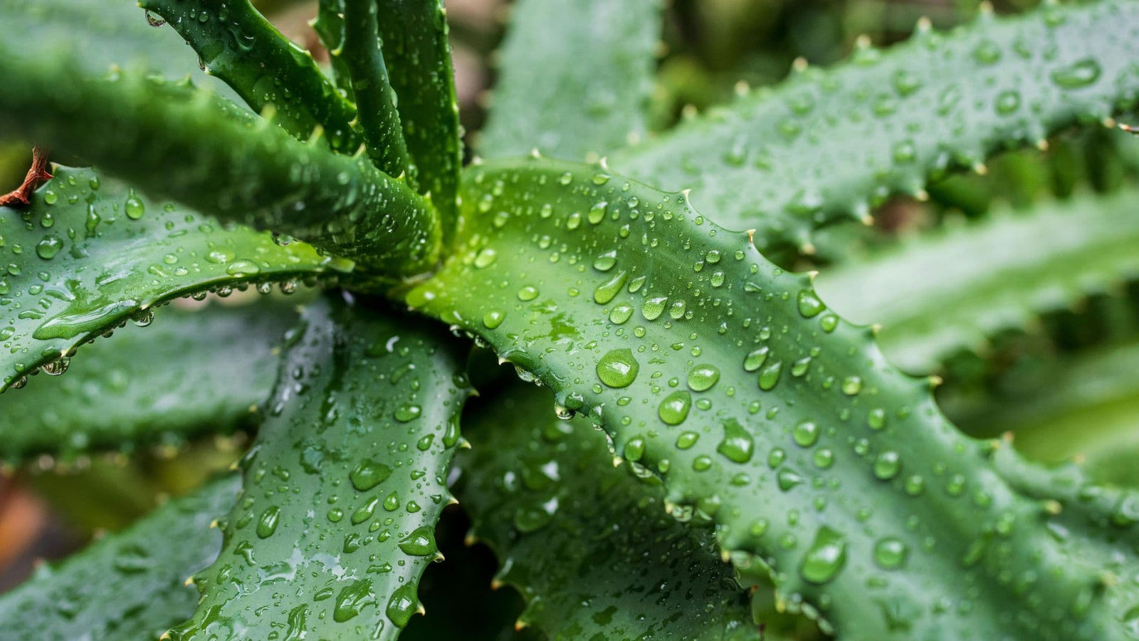 Cómo y Cuándo Podar Un Aloe Vera