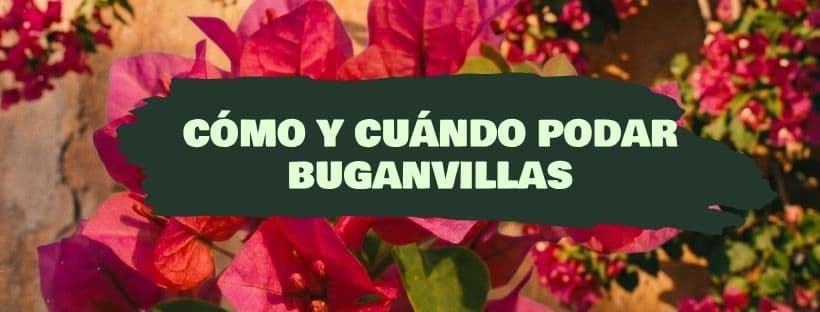 Como e quando podar uma buganvília