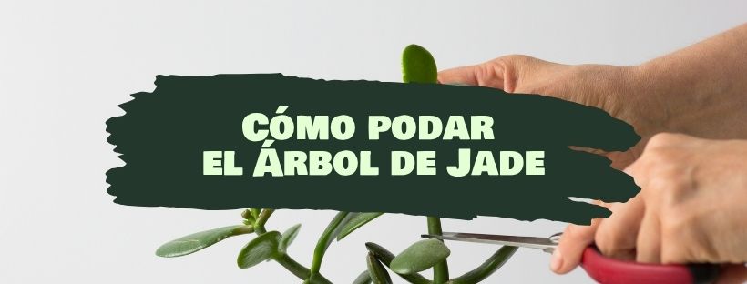 Como e Quando Podar Uma Árvore-da-Felicidade