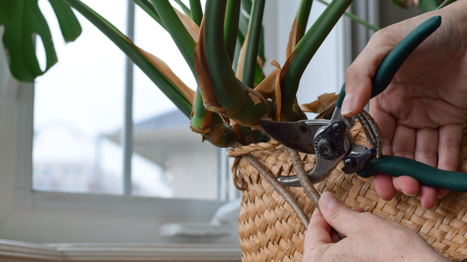 Cómo y Cuándo Podar Una Monstera