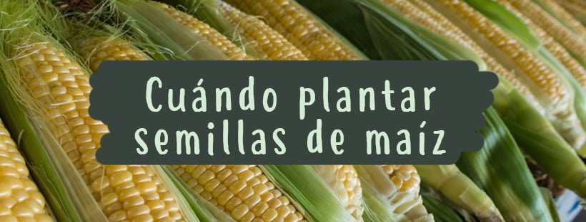 Quando Plantar Sementes de Milho
