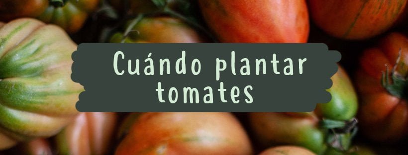Quando Plantar Tomates (Passo a Passo)