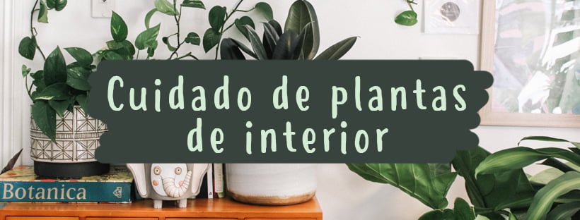Cuidado De Plantas De Interior (Guia Completo)