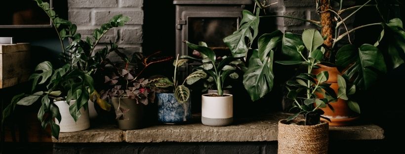 Decoração De Casa Com Plantas: O Novo Hobby