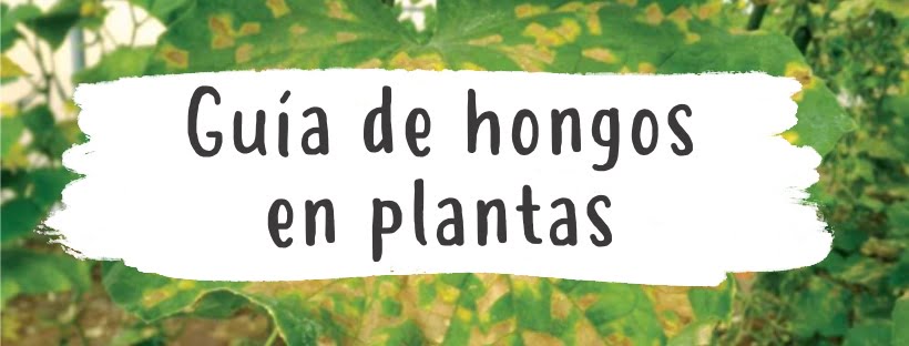 Guia Completa de Fungos nas Plantas