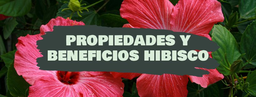 Hibisco: Propriedades E Benefícios