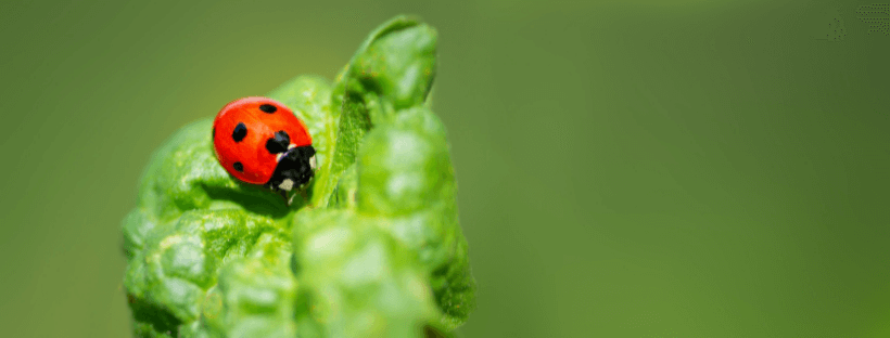 Insetos Benéficos Para Plantas