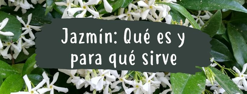 Jasmim: Propriedades e Benefícios