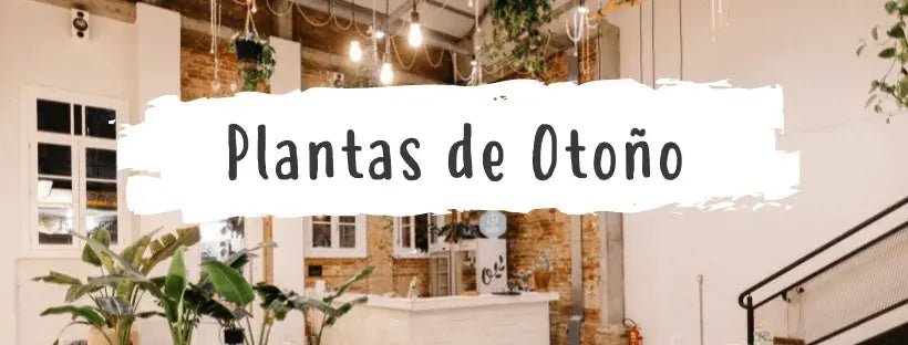 As Plantas Perfeitas Para o Outono